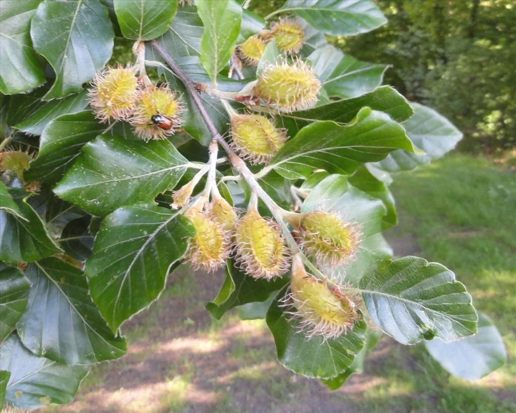 Fagus sylvatica (door wim van der neut)