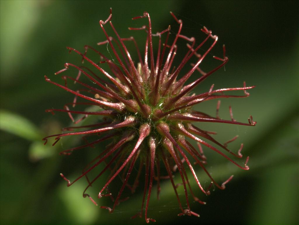 Geum urbanum (door Peter Hegi)