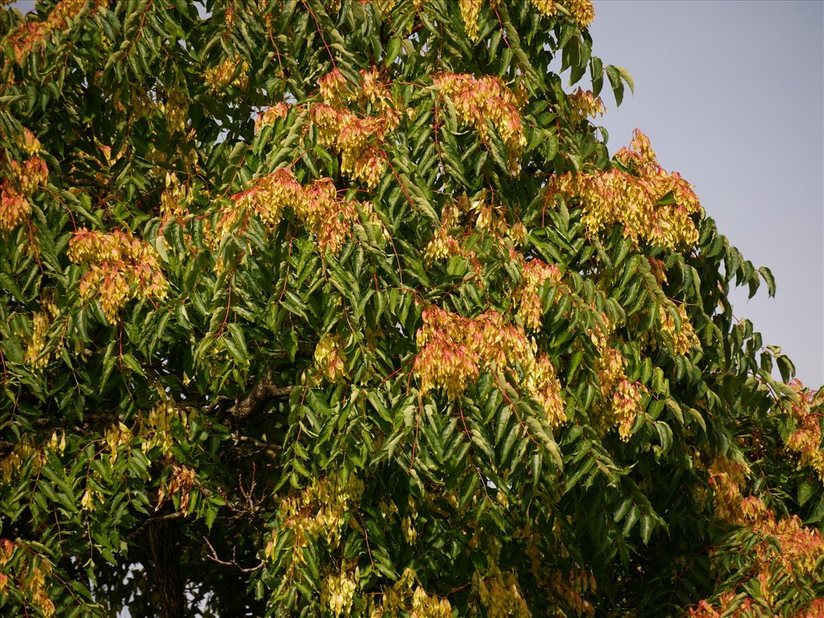 Ailanthus altissima (door Wim van der Neut)