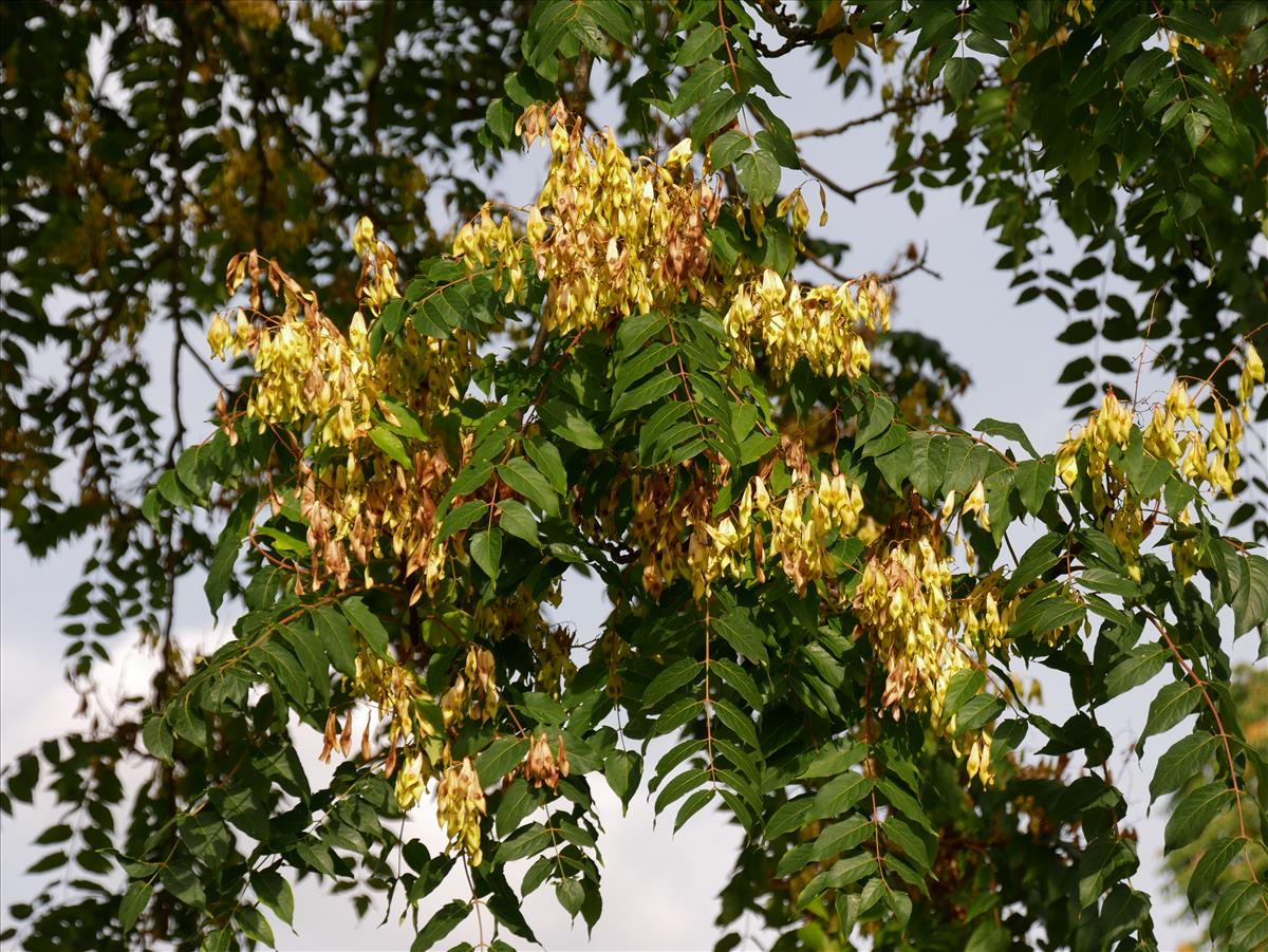 Ailanthus altissima (door Wim van der Neut)
