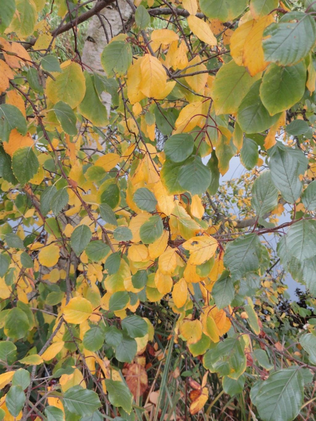 Frangula alnus (door wim van der neut)