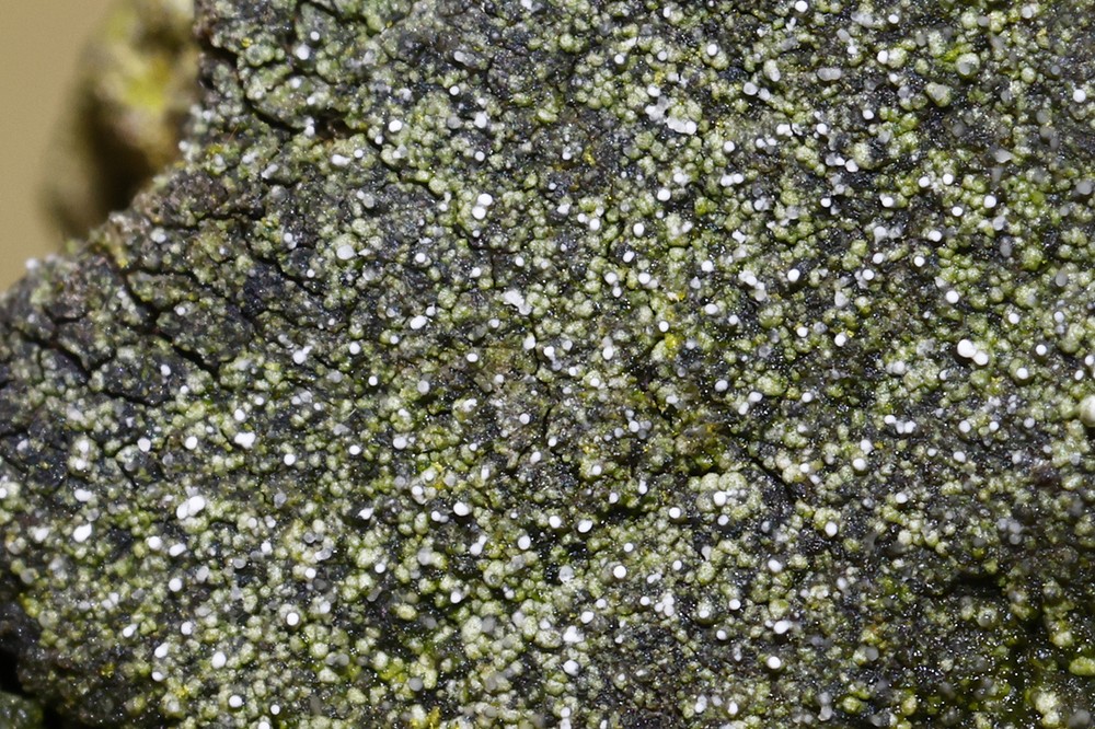 Micarea denigrata (door Jeroen Veeken)