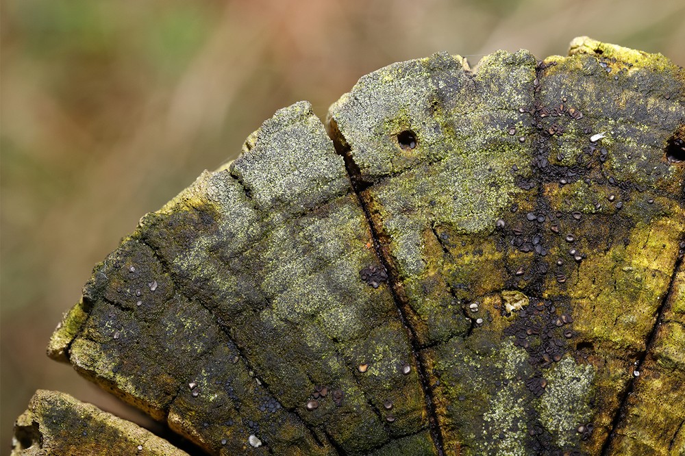 Micarea denigrata (door Jeroen Veeken)