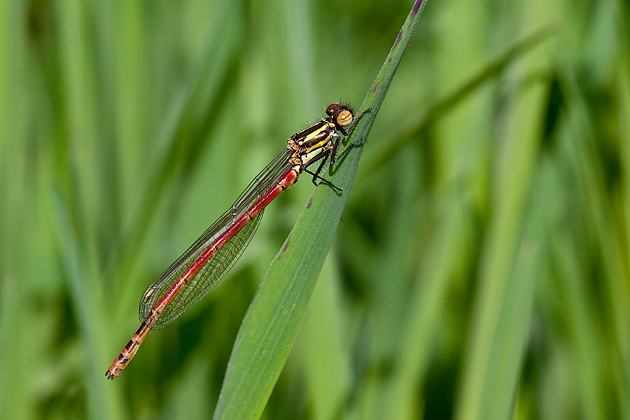 Pyrrhosoma nymphula (door John Breugelmans)