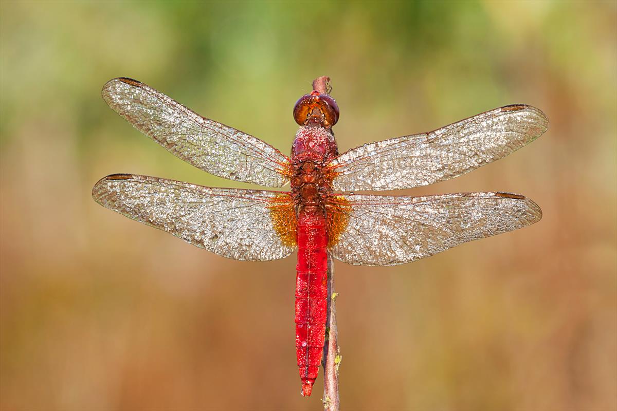 Crocothemis erythraea (door John Breugelmans)