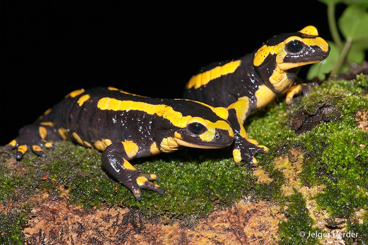 Salamandra salamandra (door Jelger Herder)