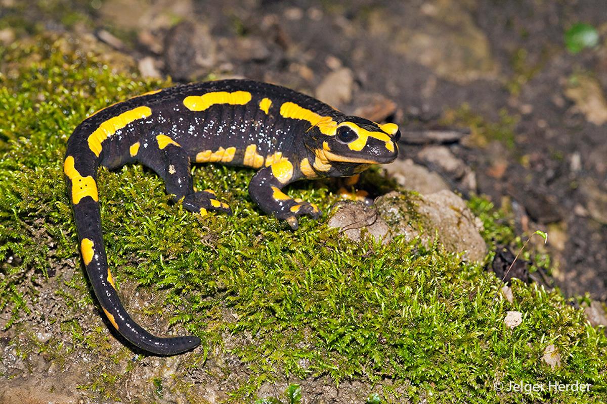 Salamandra salamandra (door Jelger Herder)