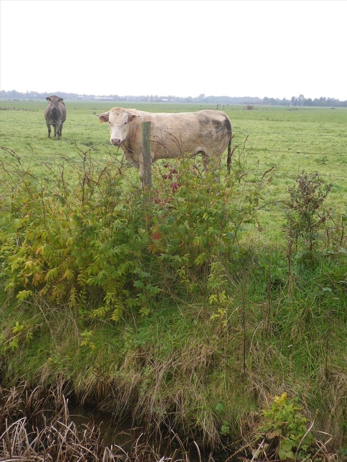 Agrimonia procera (door Gertie Papenburg)