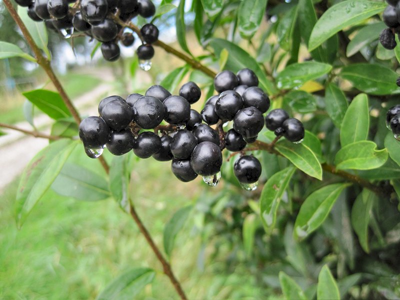 Ligustrum vulgare (door Grada Menting)