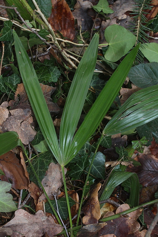 Trachycarpus fortunei (door Rutger Barendse)