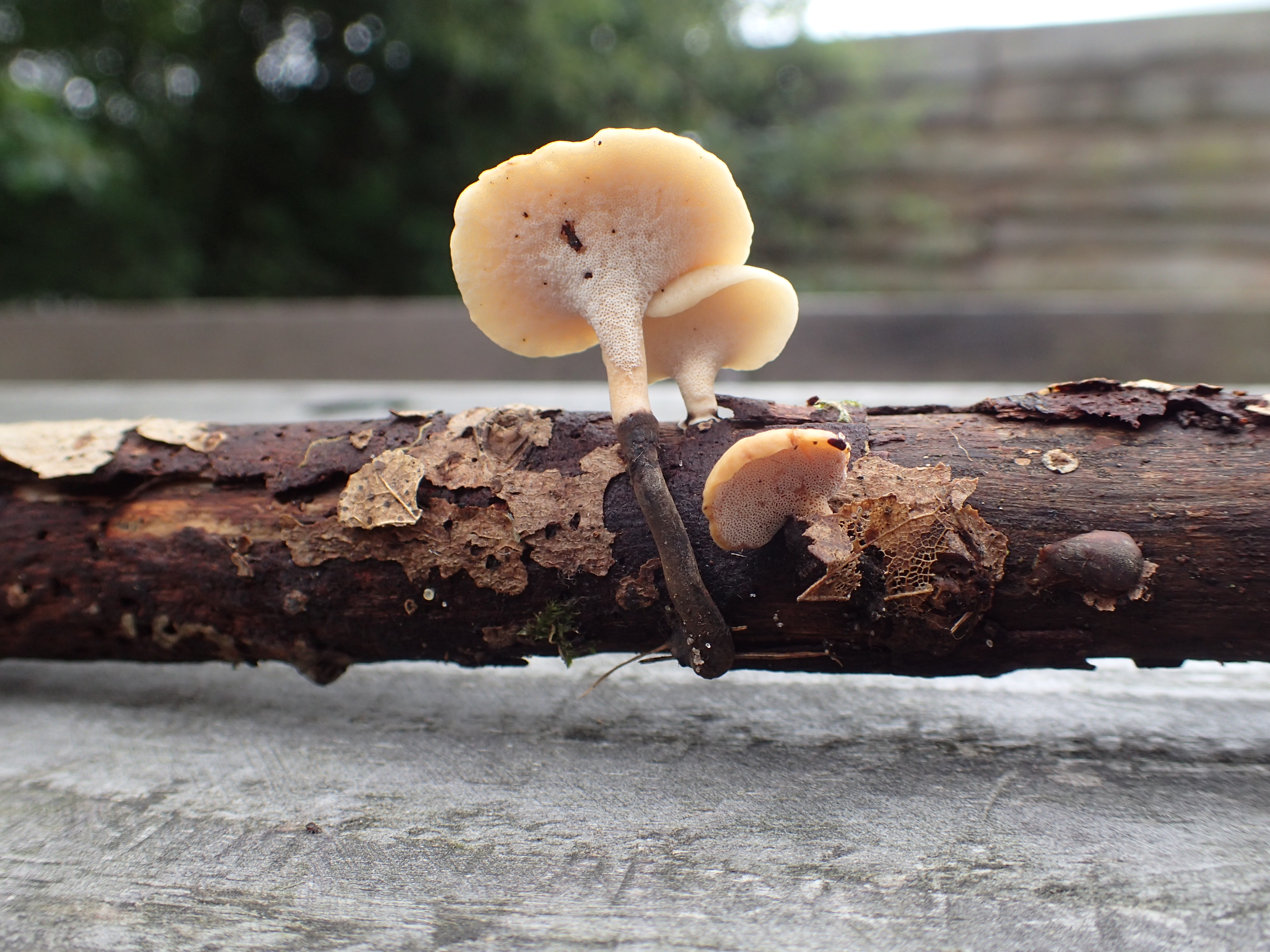 Polyporus varius (door Leo Jalink)