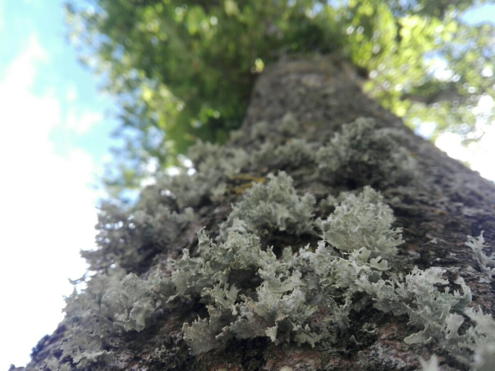 Ramalina lacera (door Harold Timans)