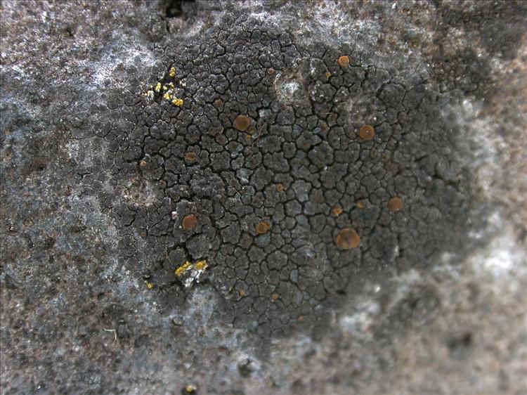 Rufoplaca subpallida (door Laurens Sparrius)