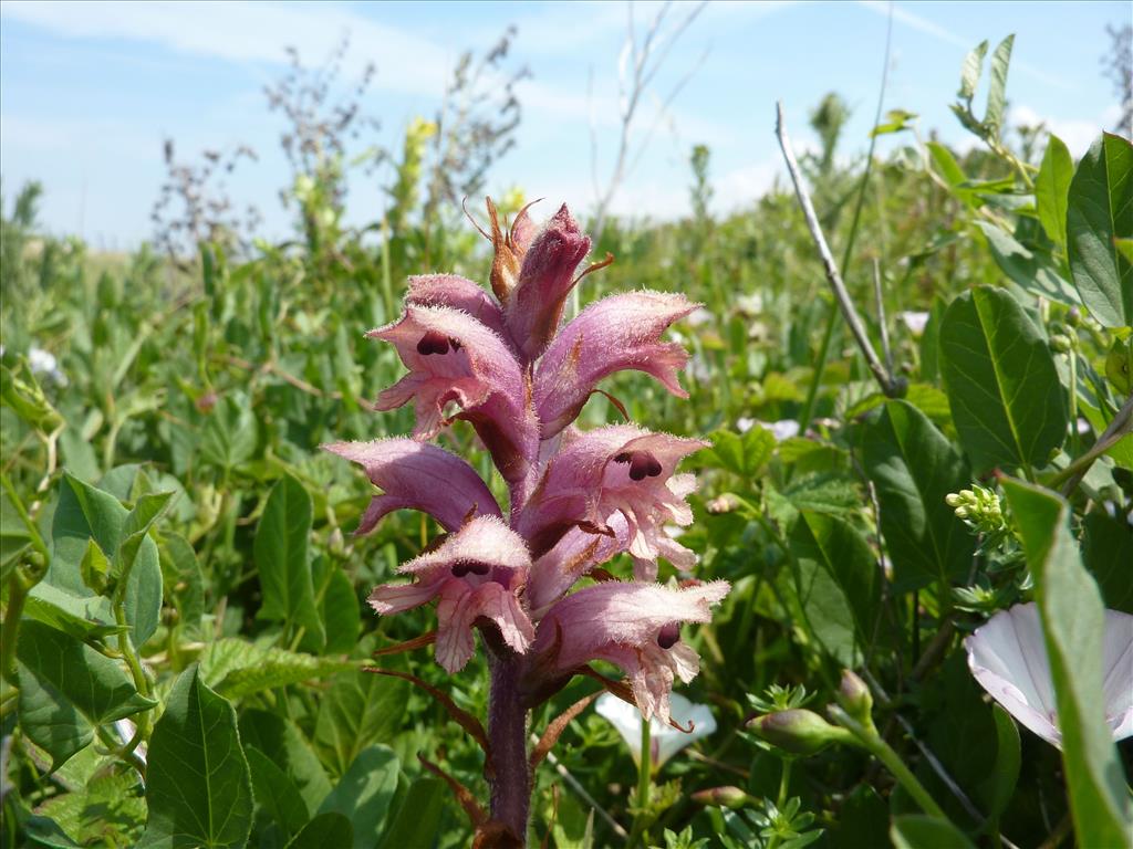 Orobanche caryophyllacea (door Koen van Zoest)