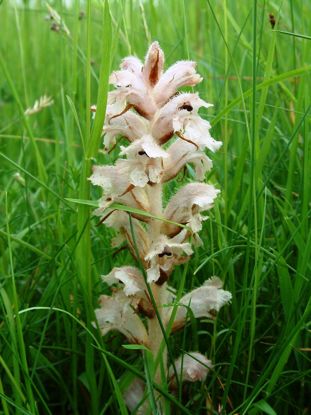 Orobanche caryophyllacea (door Dick Kerkhof)