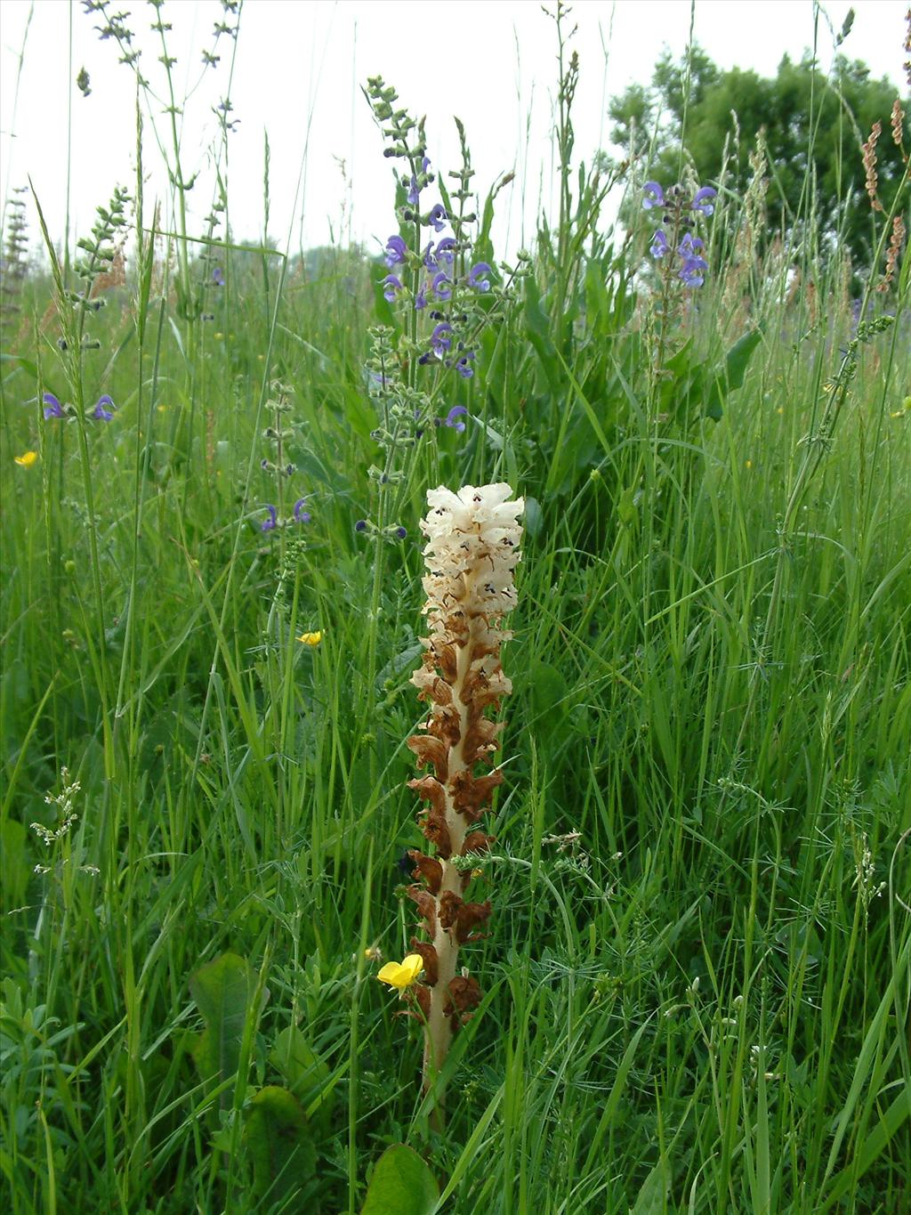 Orobanche caryophyllacea (door Dick Kerkhof)