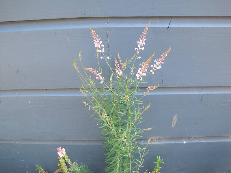 Linaria purpurea (door Grada Menting)
