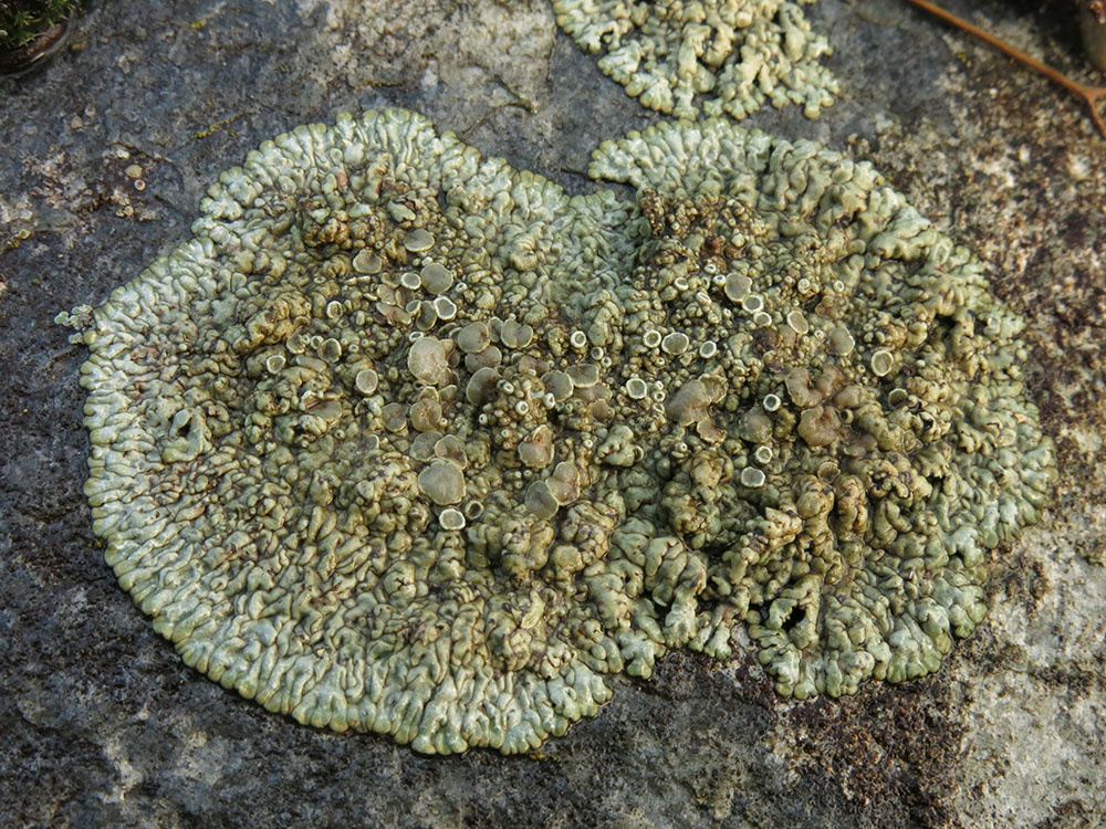 Protoparmeliopsis garovaglii (door Jan Ligtenberg)