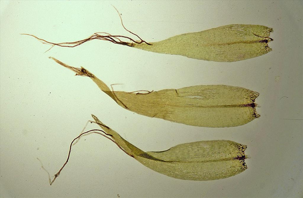 Warnstorfia fluitans (door Jan Kersten)