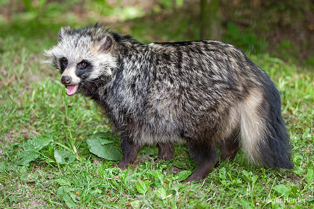 Nyctereutes procyonoides (door Jelger Herder)