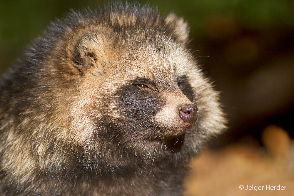 Nyctereutes procyonoides (door Jelger Herder)