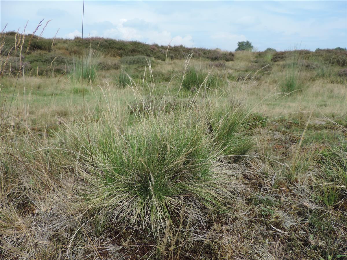 Nardus stricta (door Wim van der Neut)