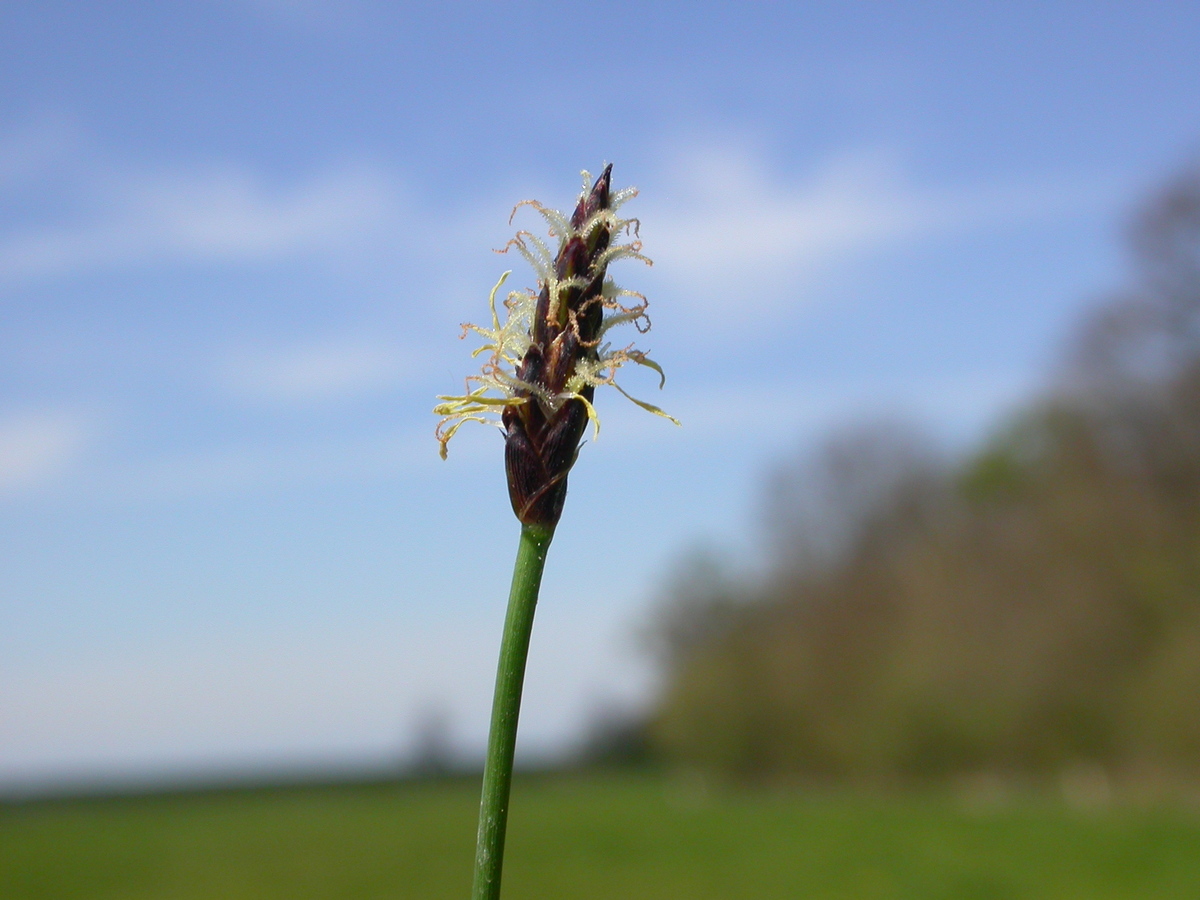 Eleocharis palustris (door Peter Meininger)