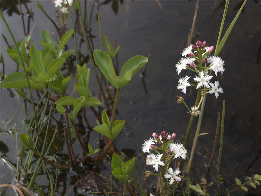 Menyanthes trifoliata (door Peter Hegi)