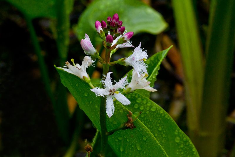 Menyanthes trifoliata (door John Breugelmans)