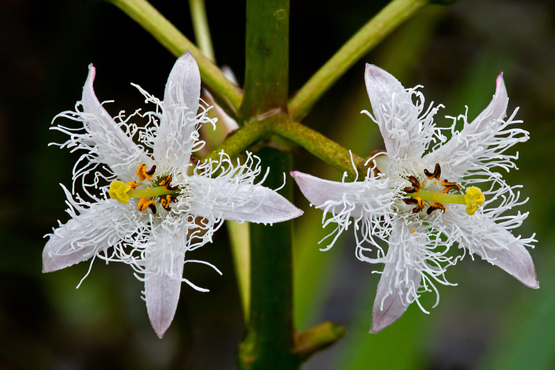 Menyanthes trifoliata (door John Breugelmans)