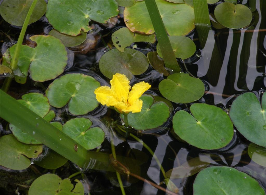 Nymphoides peltata (door Bert Verbruggen)