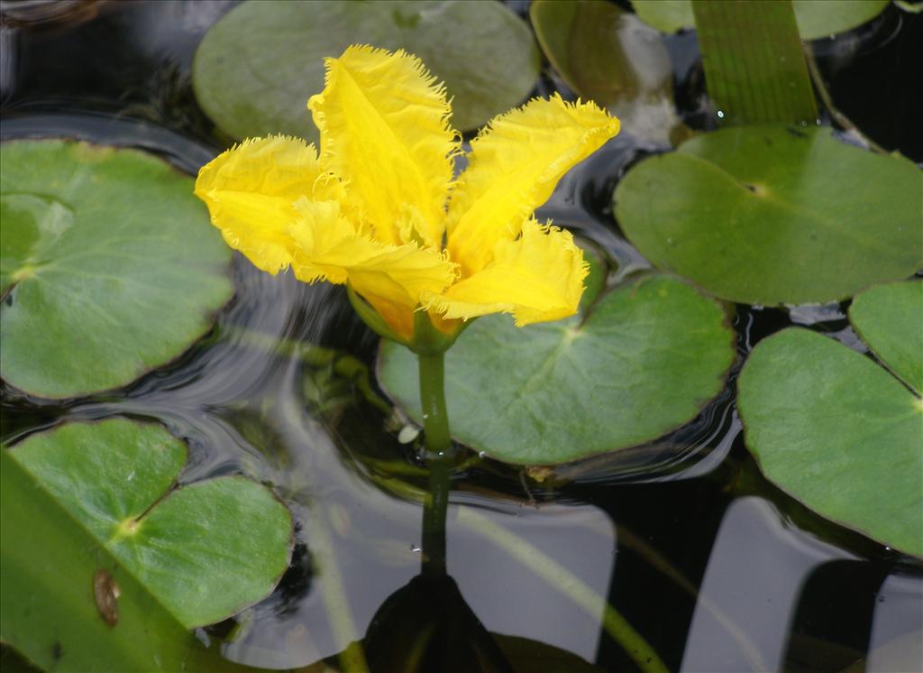 Nymphoides peltata (door Bert Verbruggen)