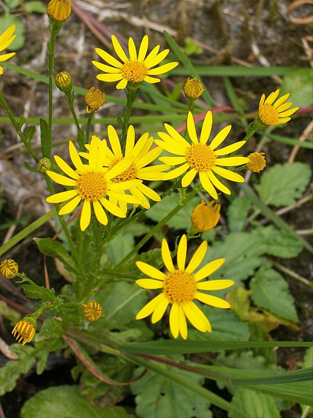 Jacobaea aquatica (door Han Beeuwkes)