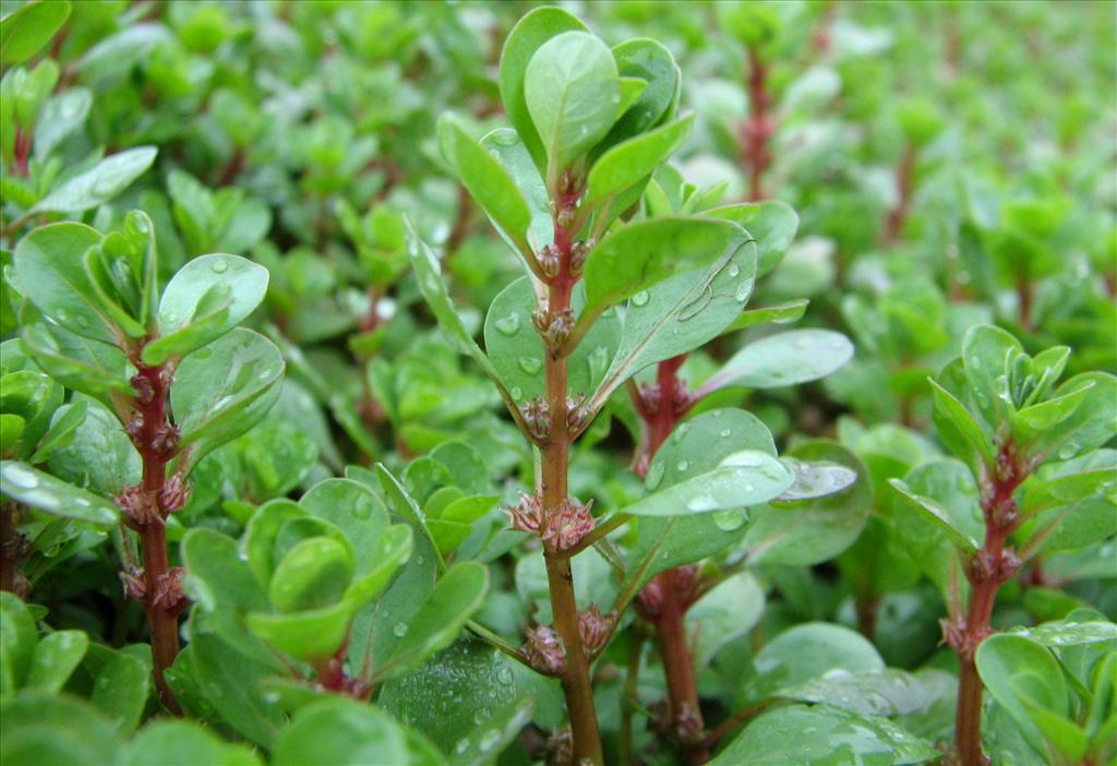 Lythrum portula (door Bert Verbruggen)