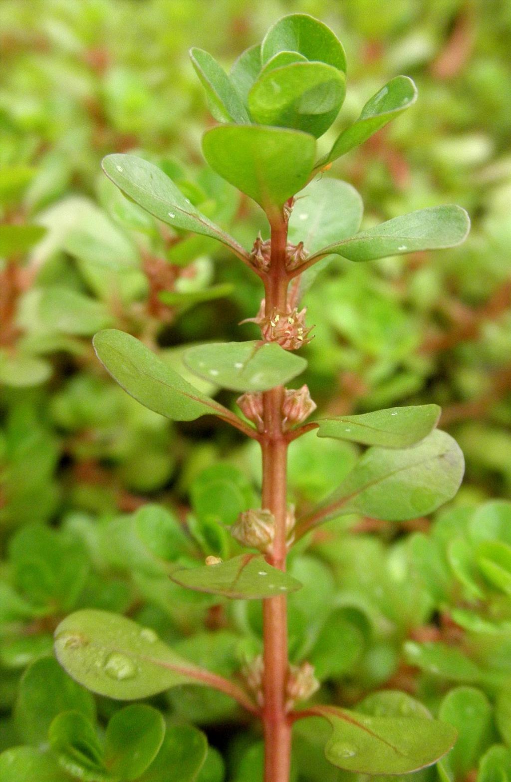 Lythrum portula (door Bert Verbruggen)