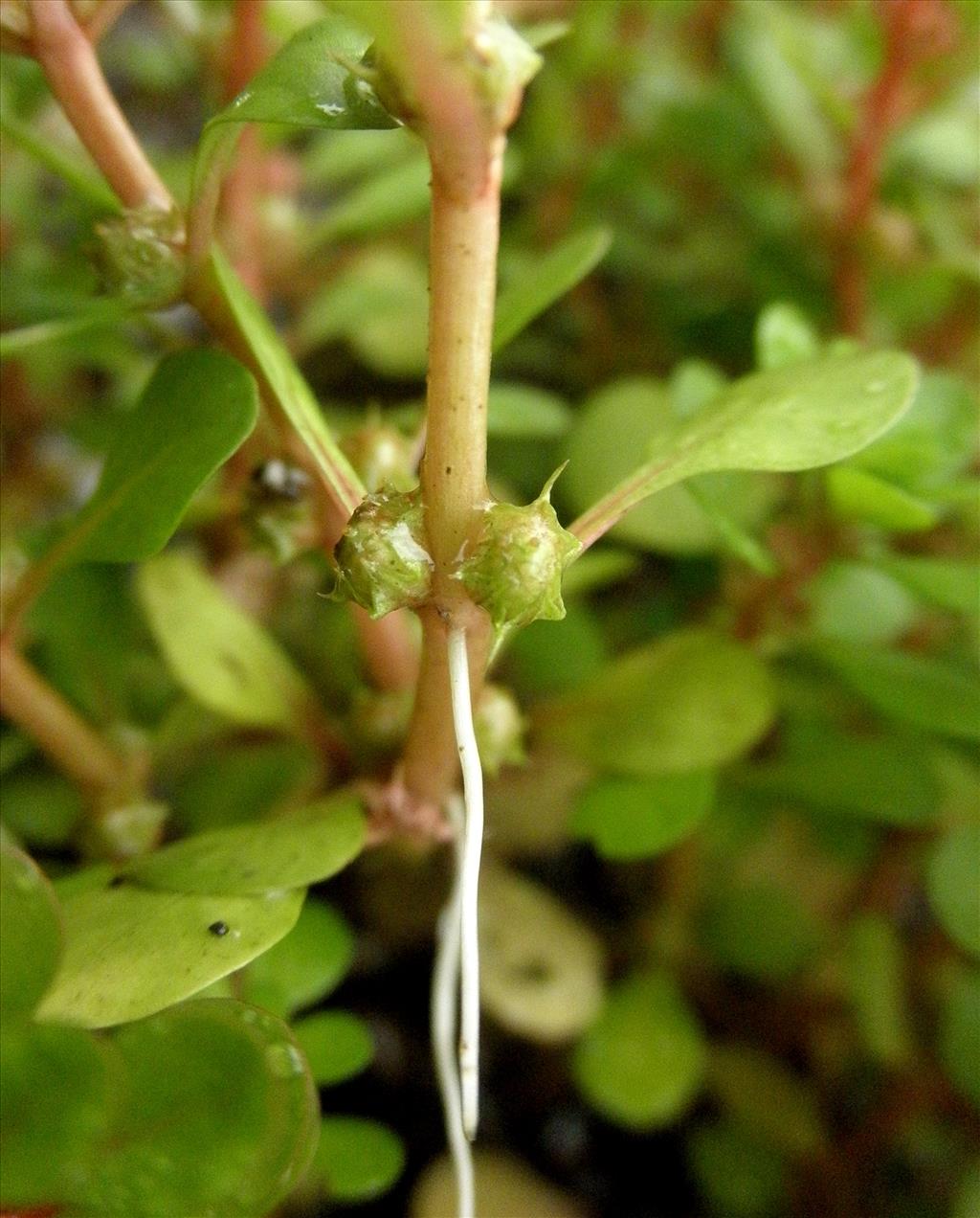 Lythrum portula (door Bert Verbruggen)