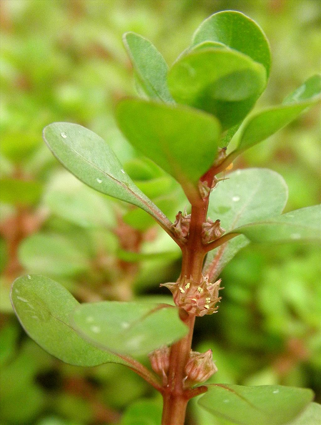 Lythrum portula (door Bert Verbruggen)