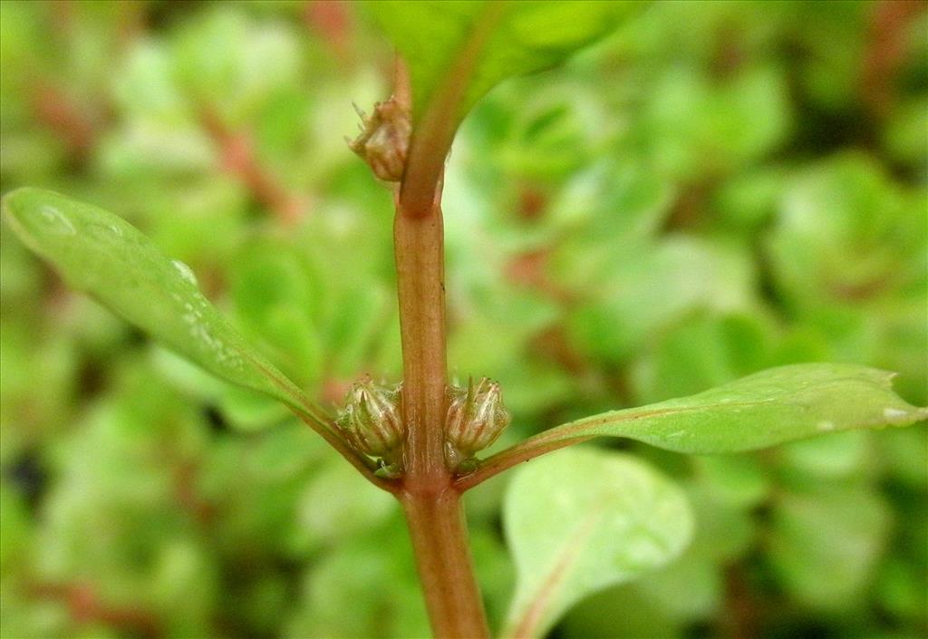 Lythrum portula (door Bert Verbruggen)