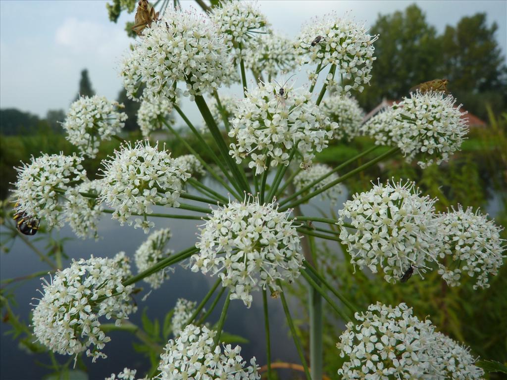 Cicuta virosa (door Koen van Zoest)