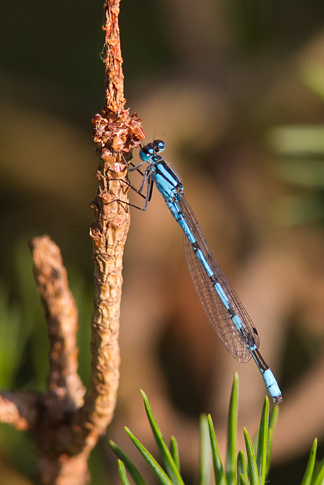 Enallagma cyathigerum (door John Breugelmans)