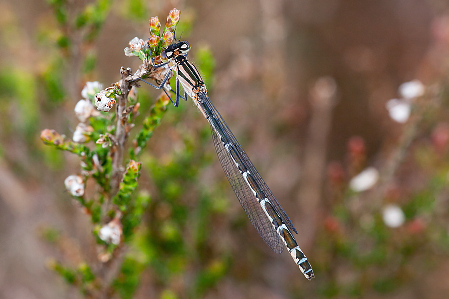 Enallagma cyathigerum (door John Breugelmans)