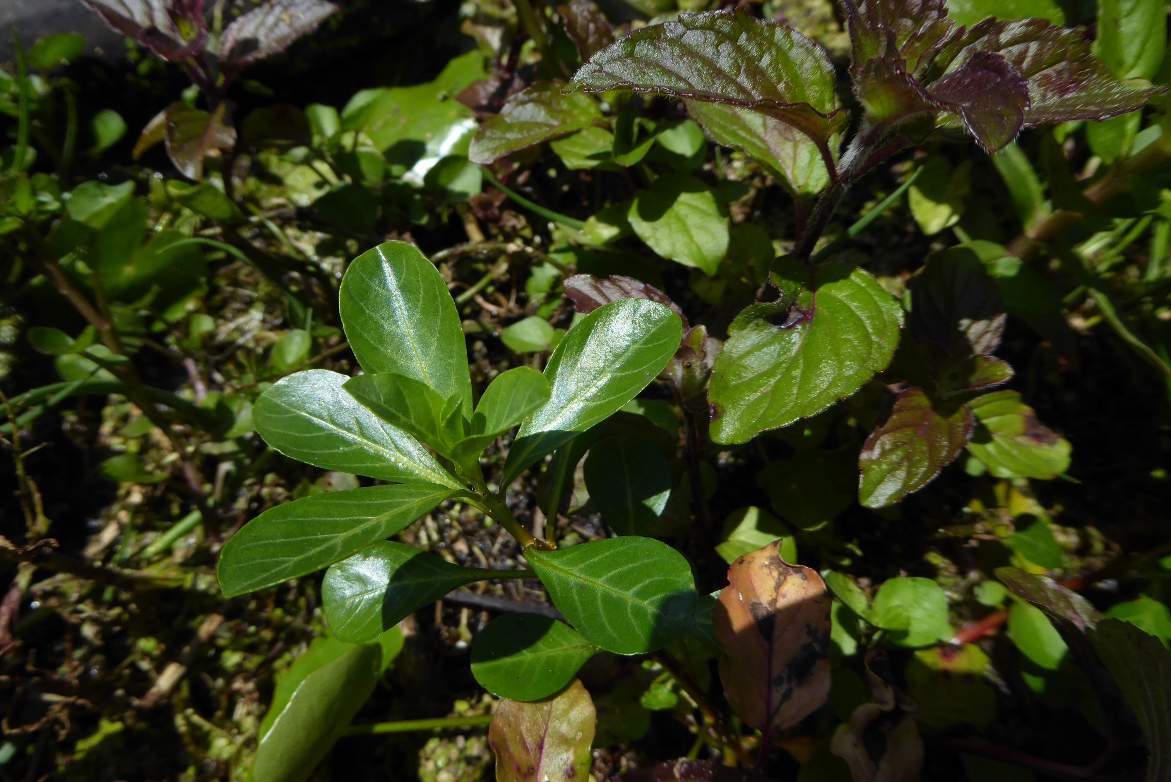 Ludwigia grandiflora (door Koen van Zoest)