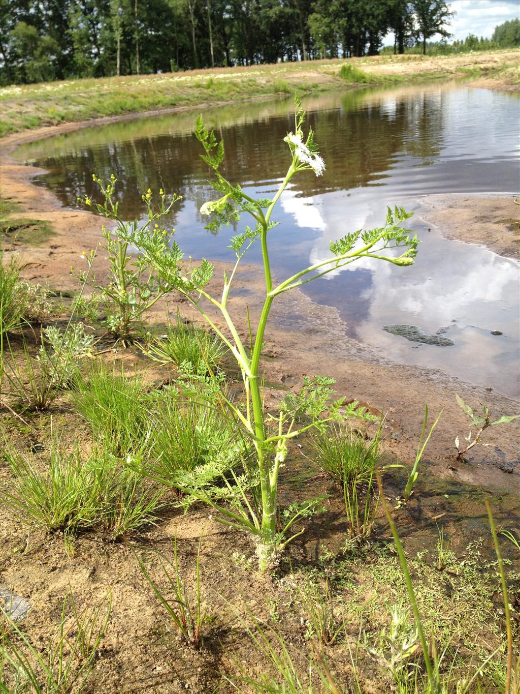 Oenanthe aquatica (door Albert Dees (Aquon))