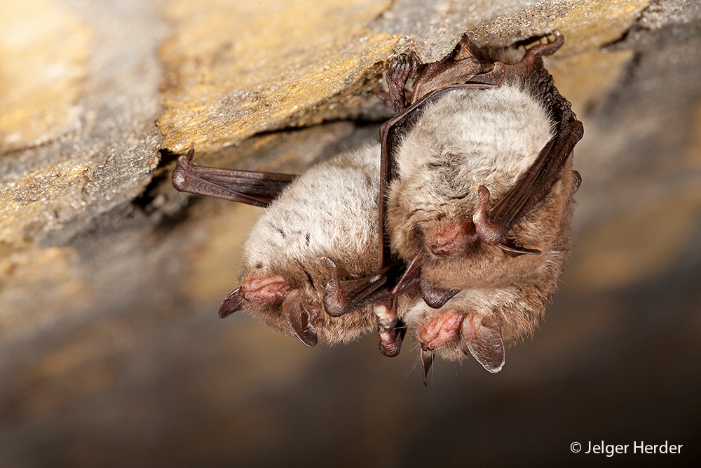 Myotis daubentonii (door Jelger Herder)