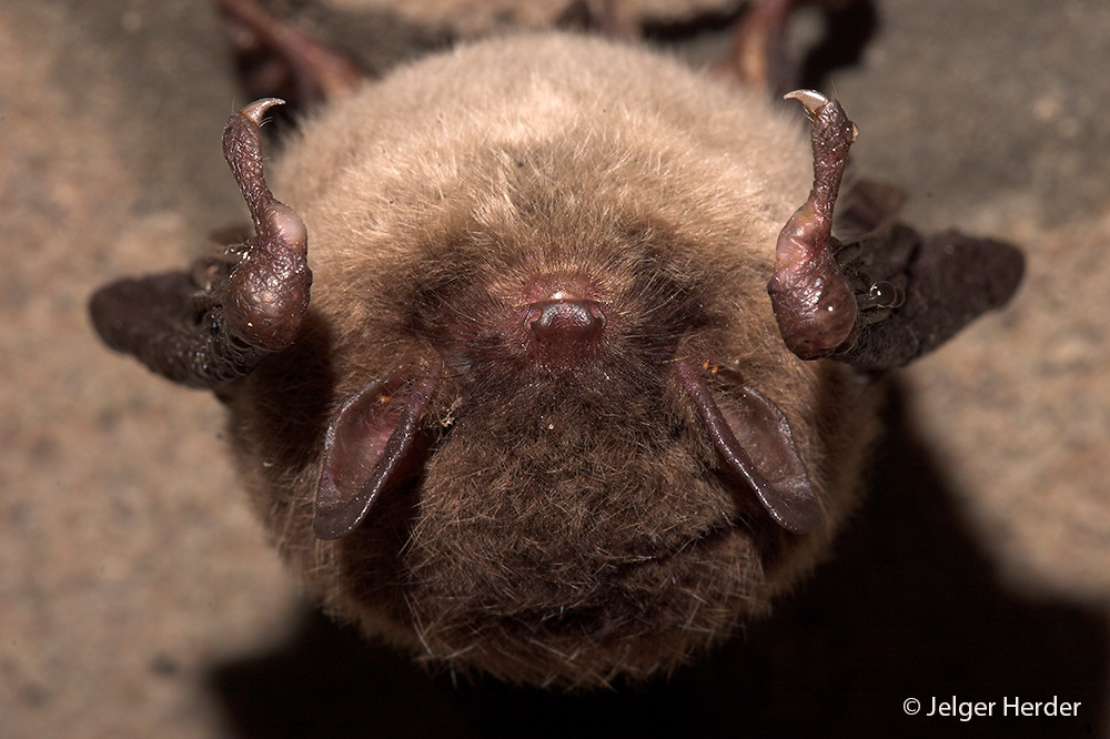 Myotis daubentonii (door Jelger Herder)