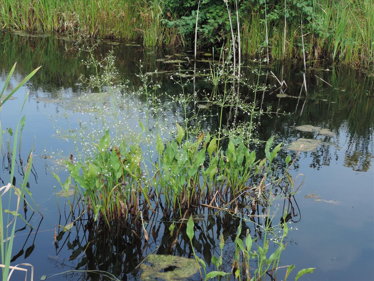 Alisma plantago-aquatica (door Wim van der Neut)