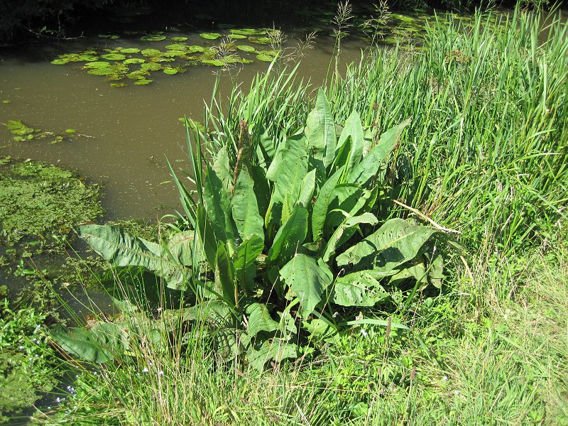 Rumex hydrolapathum (door Grada Menting)