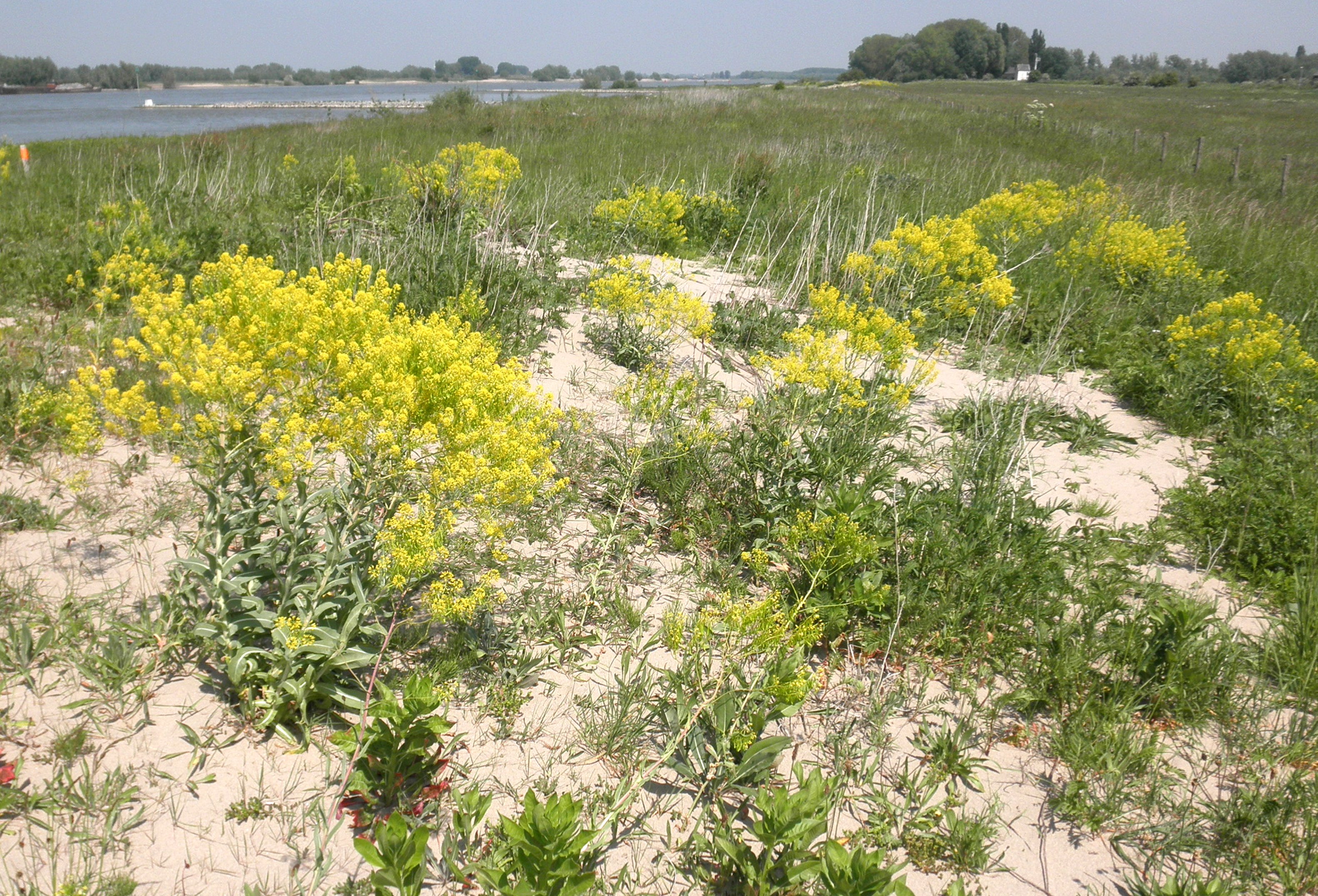 Isatis tinctoria (door Bert Verbruggen)