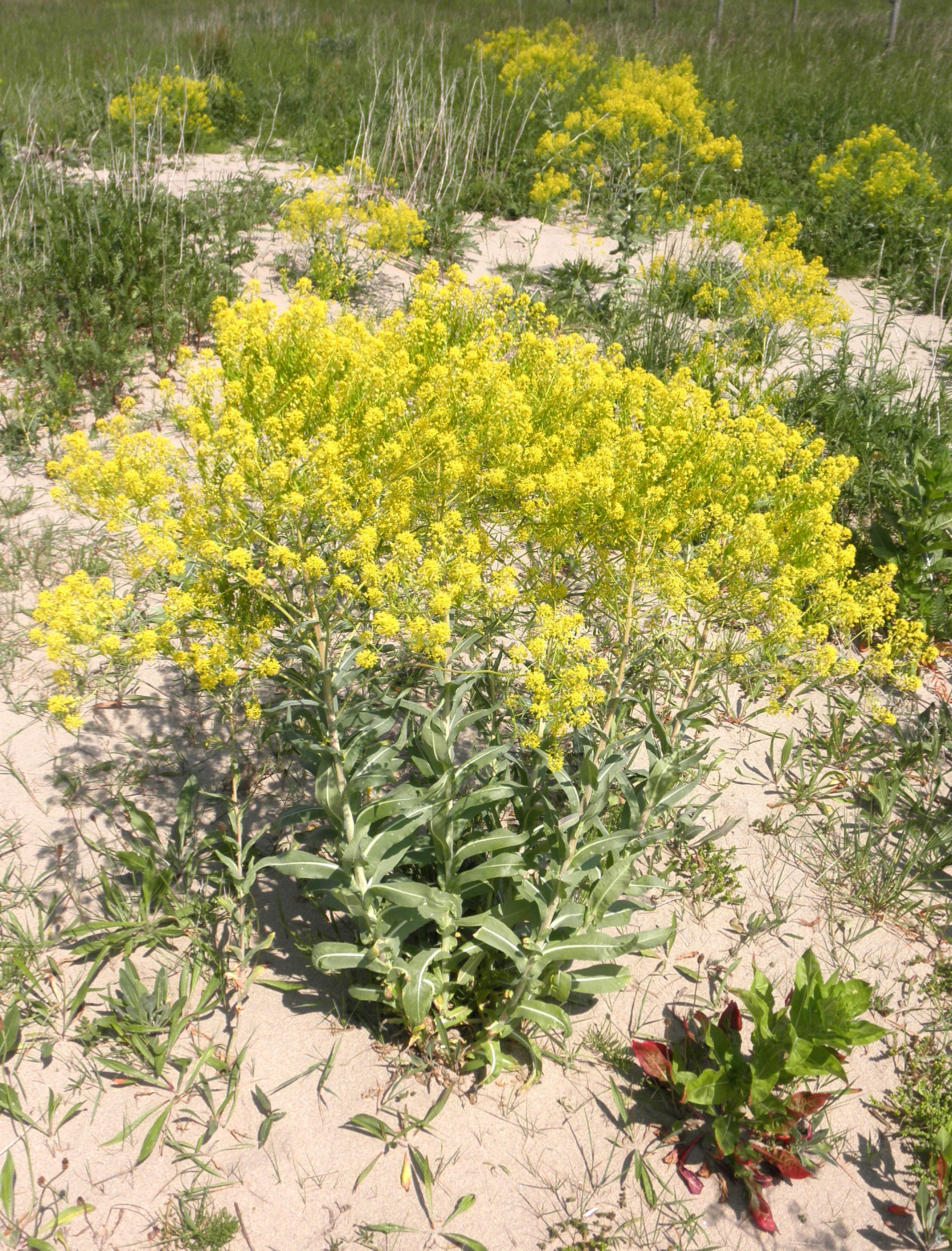 Isatis tinctoria (door Bert Verbruggen)