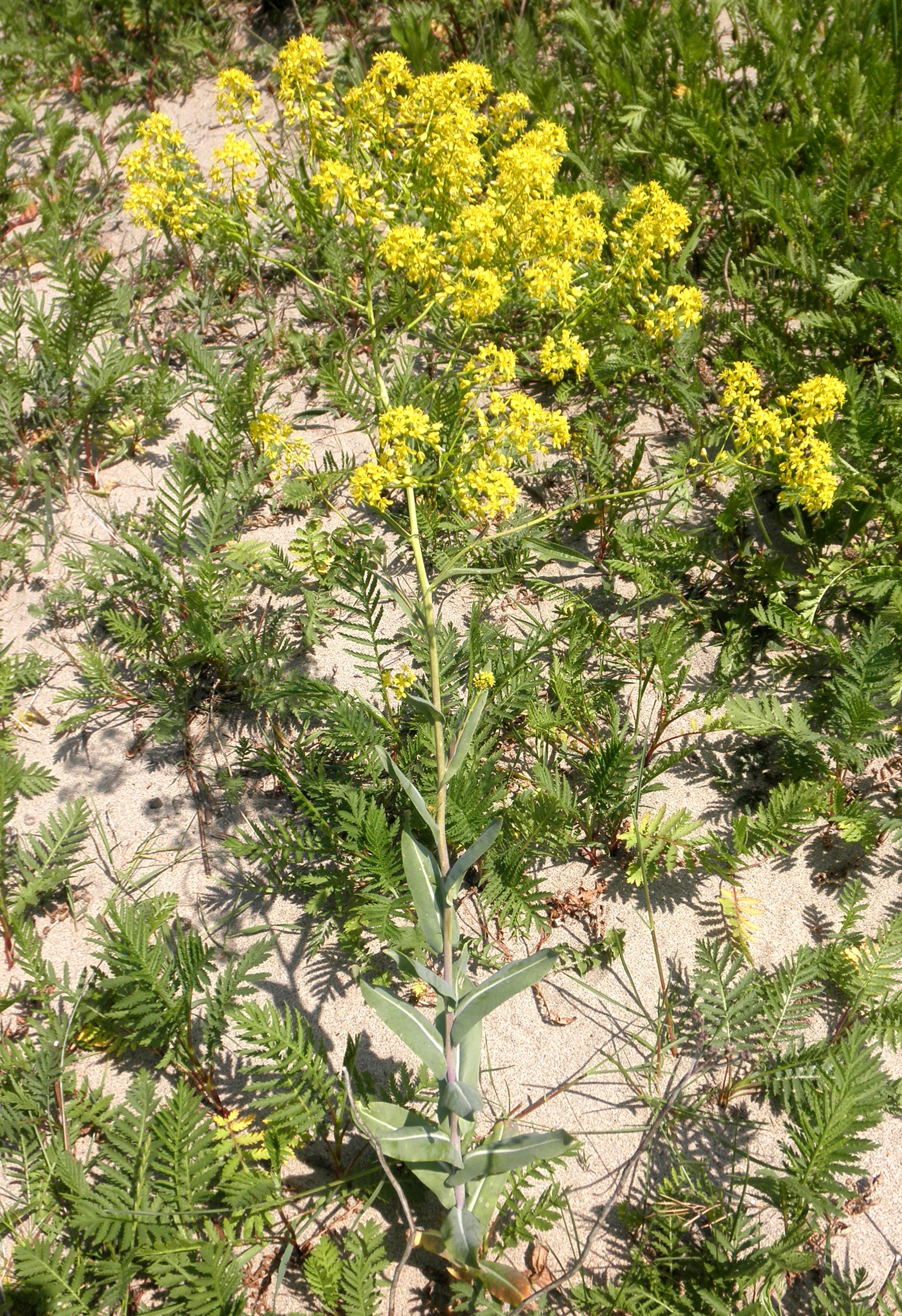 Isatis tinctoria (door Bert Verbruggen)